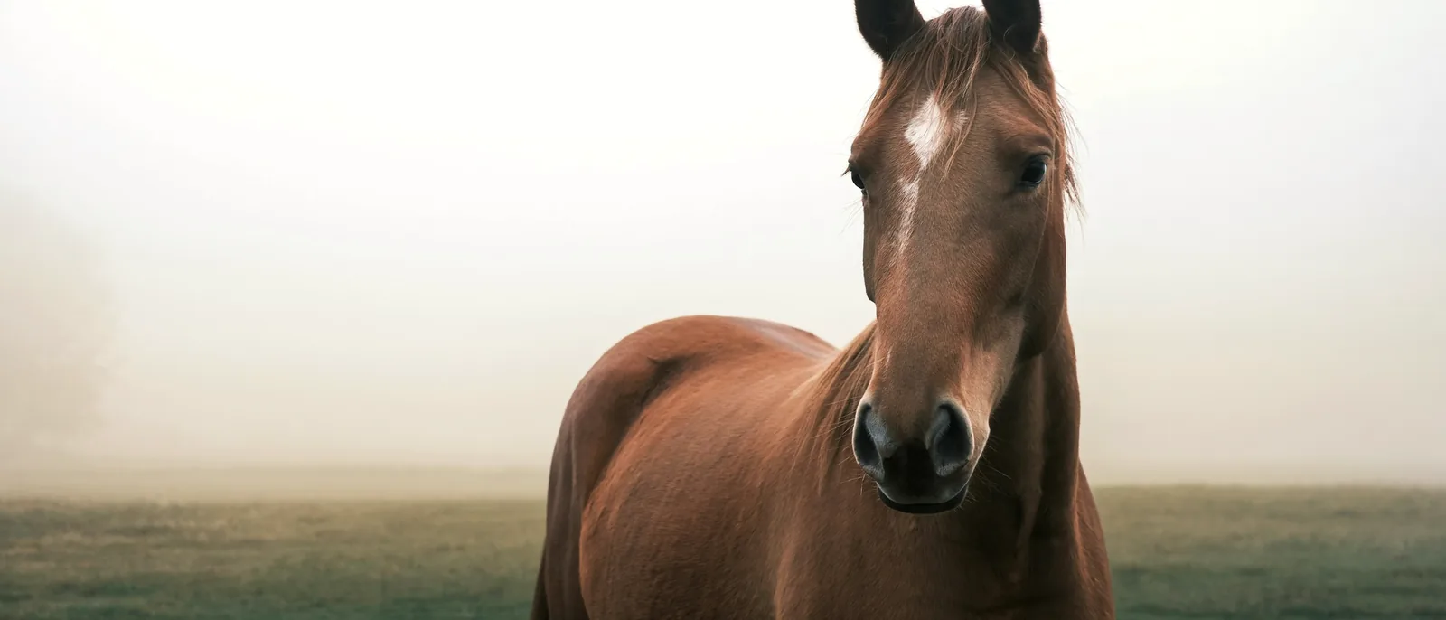 Un cheval bai, seul dans un pré embrumé, tourne la tête vers l'objectif ; la lumière basse arrive de la gauche du cadre.
