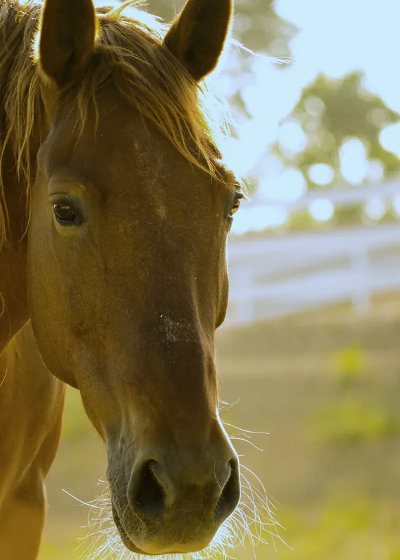 Un cheval à contre-jour, la tête tournée vers une lumière basse de fin de journée.